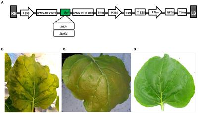 Successful Production and Ligninolytic Activity of a Bacterial Laccase, Lac51, Made in Nicotiana benthamiana via Transient Expression